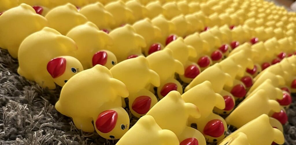 Racing rubber duckies lined up in a row.